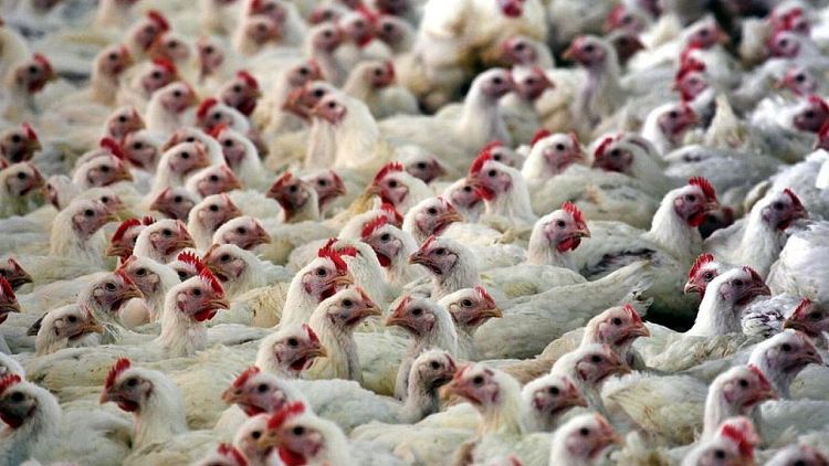 España sacrifica más de 130.000 gallinas debido a un brote de gripe aviar