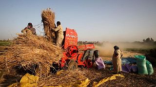 وزير: مصر تستهدف إنتاج 10 ملايين طن من القمح في الموسم الحالي