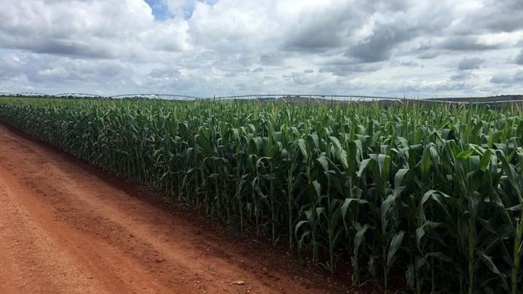 SONDEO-Cosecha total de maíz Brasil llegaría a récord de 113,05 millones de toneladas