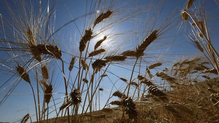 وثيقة: مشتريات الحبوب التونسية ستبلغ 1.185 مليون طن فيما تبقى من 2022