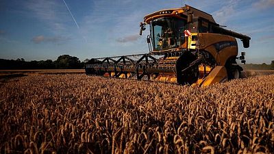 La calificación de la cosecha de trigo en Francia vuelve a bajar