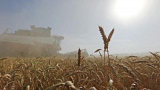 تركيا لا تتوقع نقصا في معروض الحبوب بسبب الصراع بين روسيا وأوكرانيا