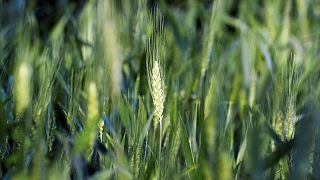 مصر تعمل على خطة لاستيراد القمح من مناطق أخرى بدلا من روسيا وأوكرانيا