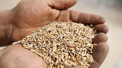 Egypt working to import wheat from regions other than Russia and Ukraine - cabinet spokesperson