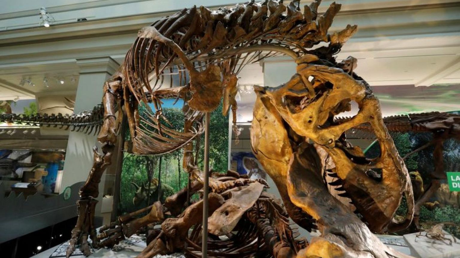 Scientists propose Tyrannosaurus had three species, not just 'rex'