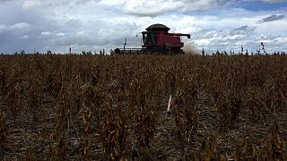 Futuros de la soja, el maíz y el trigo se mantienen firmes en EEUU