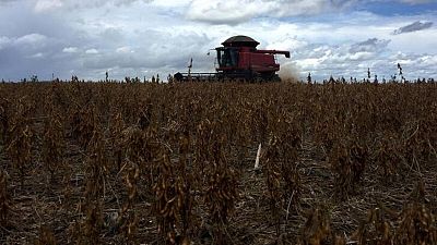 Importaciones de soja de la UE caen a 14,12 millones de toneladas al 19 de junio