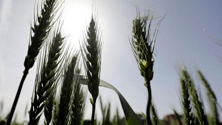 ANÁLISIS-La guerra entre Rusia y Ucrania revela la vulnerabilidad del suministro de trigo