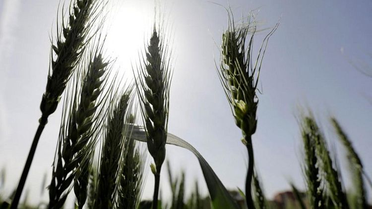وزير: مصر تستهدف شراء أكثر من 6 ملايين طن من القمح المحلي