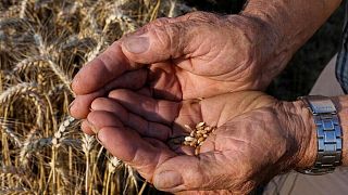 Exportaciones de trigo blando de UE llegan a 18,55 millones de toneladas al 6 marzo