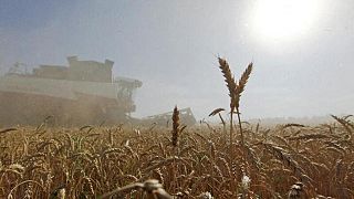 Rusia debe priorizar el suministro interno de granos para el pan, dice primer ministro