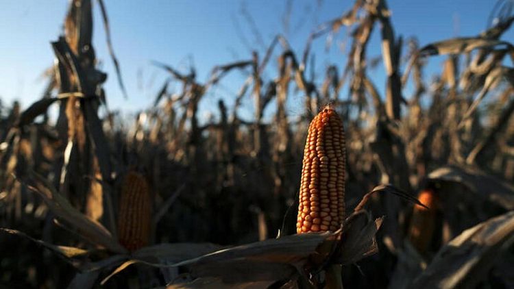 España urge a Comisión Europea comprar maíz de Argentina ante falta de oferta de Ucrania
