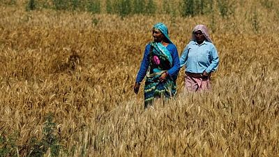 Precios del trigo suben por restricciones de Rusia a las  exportaciones, la soja baja