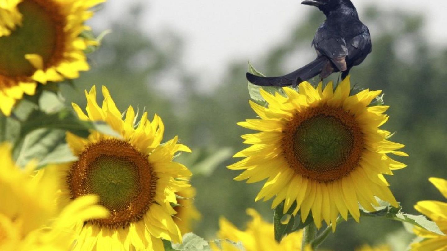 La cosecha de semillas de girasol de Ucrania en 2022 se desplomará un 42% -  APK-Inform | Euronews