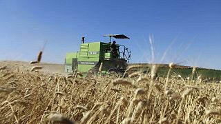 تونس ترفع سعر شراء القمح المحلي وتخطط للاكتفاء الذاتي من القمح الصلد
