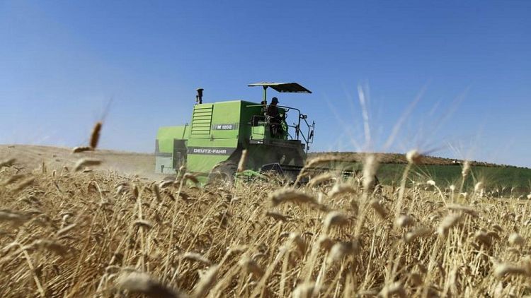 تونس ترفع سعر شراء القمح المحلي وتخطط للاكتفاء الذاتي من القمح الصلد