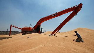 مصدر بوزارة التجارة: العراق يطرح مناقصة لشراء 50 ألف طن من القمح الصلد