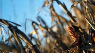 España se dispone a aprobar la compra urgente de maíz de Estados Unidos y Argentina