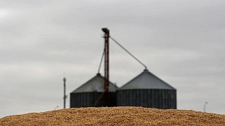 Exportaciones trigo blando UE en campaña 2021/22 caen a 19,09 millones de toneladas al 13 de marzo