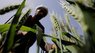 وثيقة: مصر تضع قواعد جديدة لتعظيم مشتريات القمح المحلية