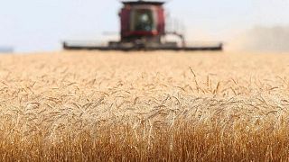Trigo y maíz caen ya que conversaciones Ucrania-Rusia impulsan esperanzas de cese al fuego