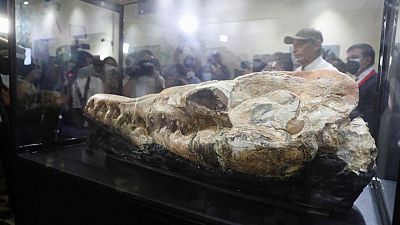 In Peru, skull of 'marine monster' points to fearsome ancient predator