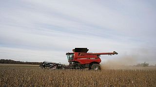Futuros de trigo, maíz y soja caen; operadores atentos a la crisis en Ucrania