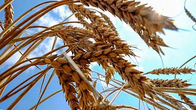 World Food Programme says food supply chains 'falling apart' in Ukraine World Food Programme says food supply chains 'falling apart' in Ukraine