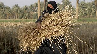 العراق يتوقع أن يصل إنتاج القمح إلى 3 ملايين طن لهذا الموسم