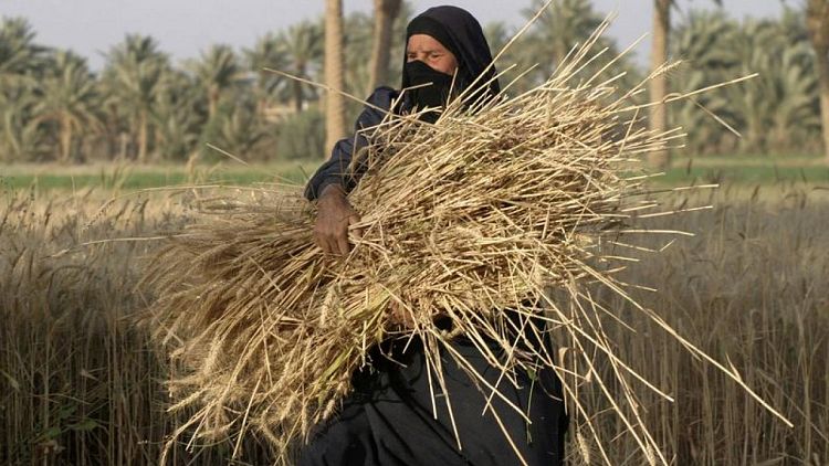 العراق يتوقع أن يصل إنتاج القمح إلى 3 ملايين طن لهذا الموسم