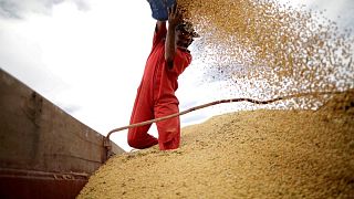La demanda para exportación impulsa a la soja y el maíz en EEUU; el trigo baja