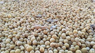 Abiove reduce previsión de exportación de soja de Brasil para 2022