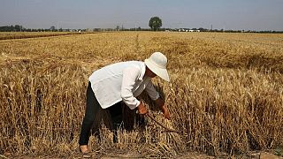 Primer ministro chino dice que hay margen para mejorar la producción de trigo
