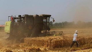 China vende 546.015 toneladas de trigo en subasta de reservas estatales