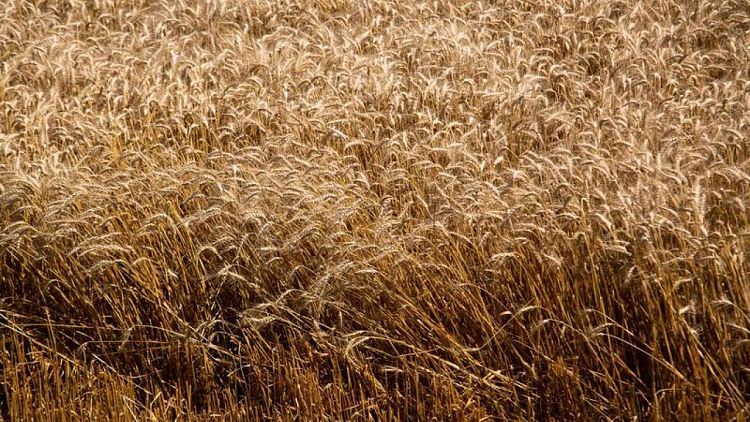القمح ينخفض إلى أدنى مستوى في 3 أشهر وسط منافسة تصدير