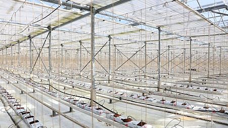 An empty glasshouse where produce is usually grown.