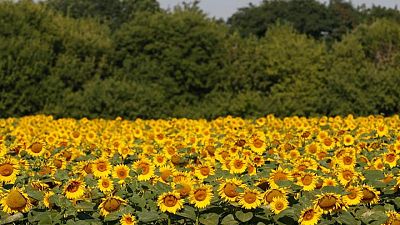 Ukraine ups 2022 spring sowing area forecast - ministry Ukraine ups 2022 spring sowing area forecast - ministry