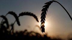 إنتاج الحبوب في أوكرانيا.