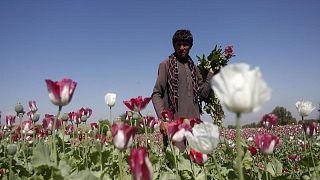 زراعة الأفيون في أفغانستان.