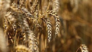El trigo y el maíz bajan después de que USDA suscita preocupación por la oferta