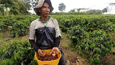 Mercado mundial del café registrará un déficit de 3,1 millones de sacos en 2021/22, dice OIC