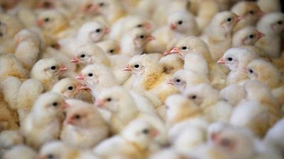 Over 13 million poultry birds culled in France due to bird flu