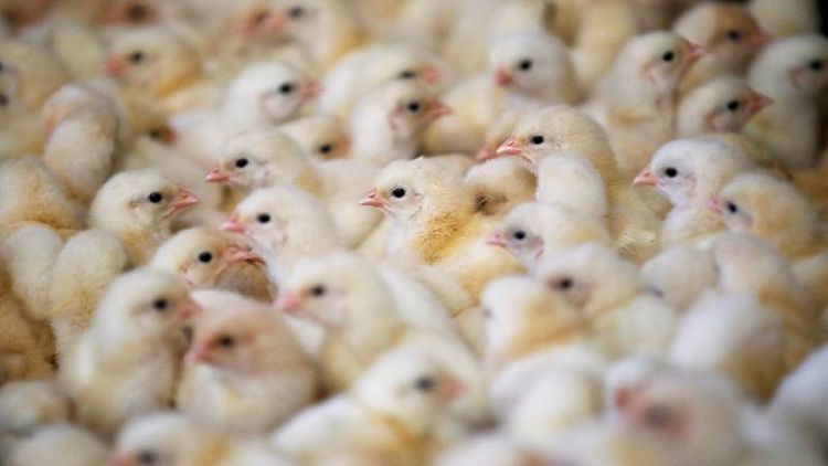 Francia sacrifica más de 13 millones de aves por la gripe aviar