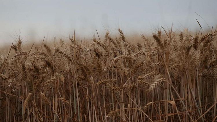 Britain's wheat imports rise in February