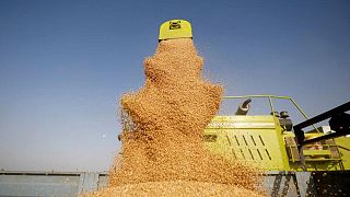 محصول قياسي ومخزونات كبيرة من القمح ستساعد الهند على تلبية الطلب العالمي المتزايد