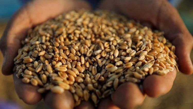 وزير التموين المصري: احتياطيات القمح تكفي لسبعة أشهر