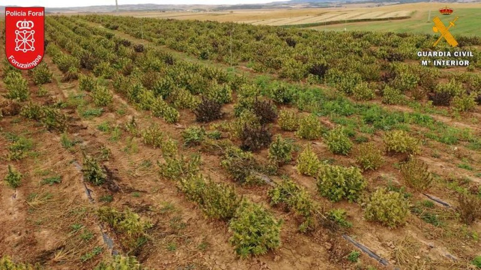 La policía española desmantela el "mayor cultivo de marihuana de Europa"
