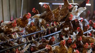 La gripe aviar y la guerra en Ucrania hacen subir el precio de los huevos en todo el mundo