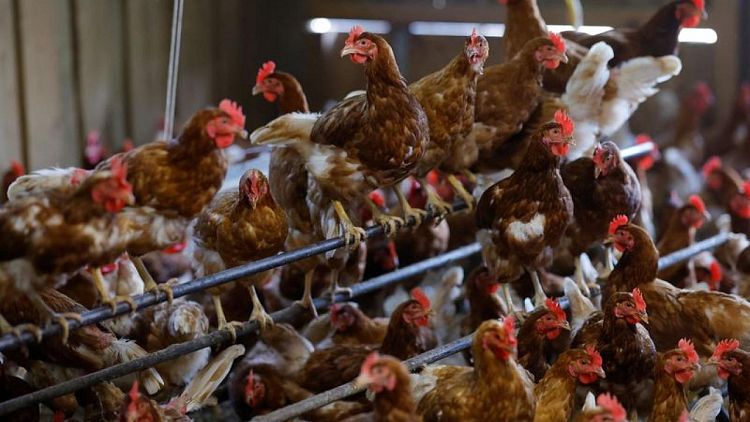 La gripe aviar y la guerra en Ucrania hacen subir el precio de los huevos en todo el mundo