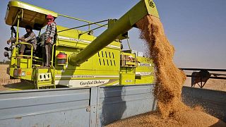 الهند تُصدّر 1.4 مليون طن من القمح في أبريل في قفزة قياسية